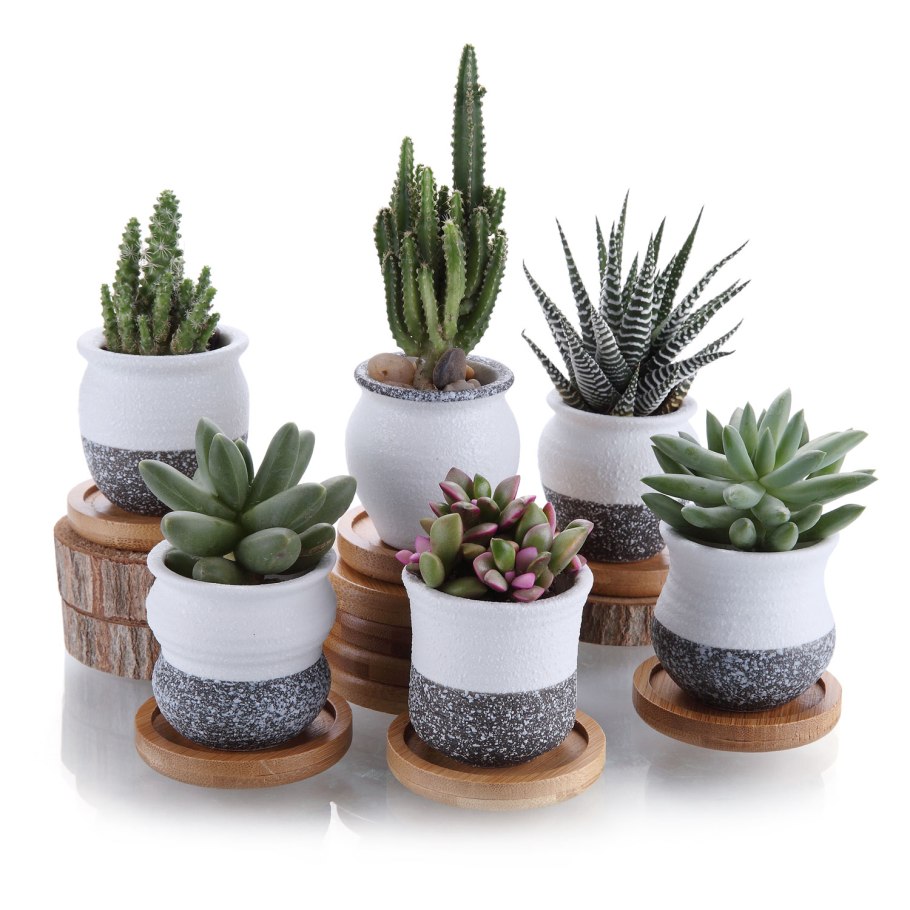 Фикус микрокарпа Мокламе