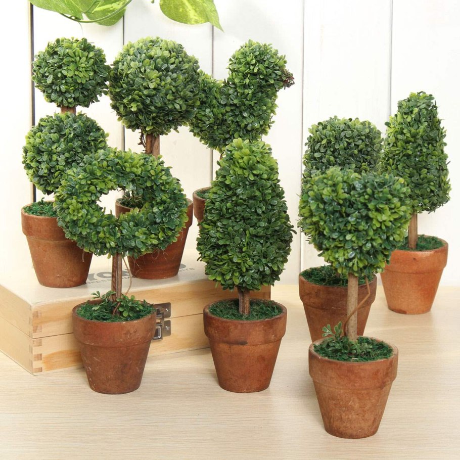 Фикус самшит