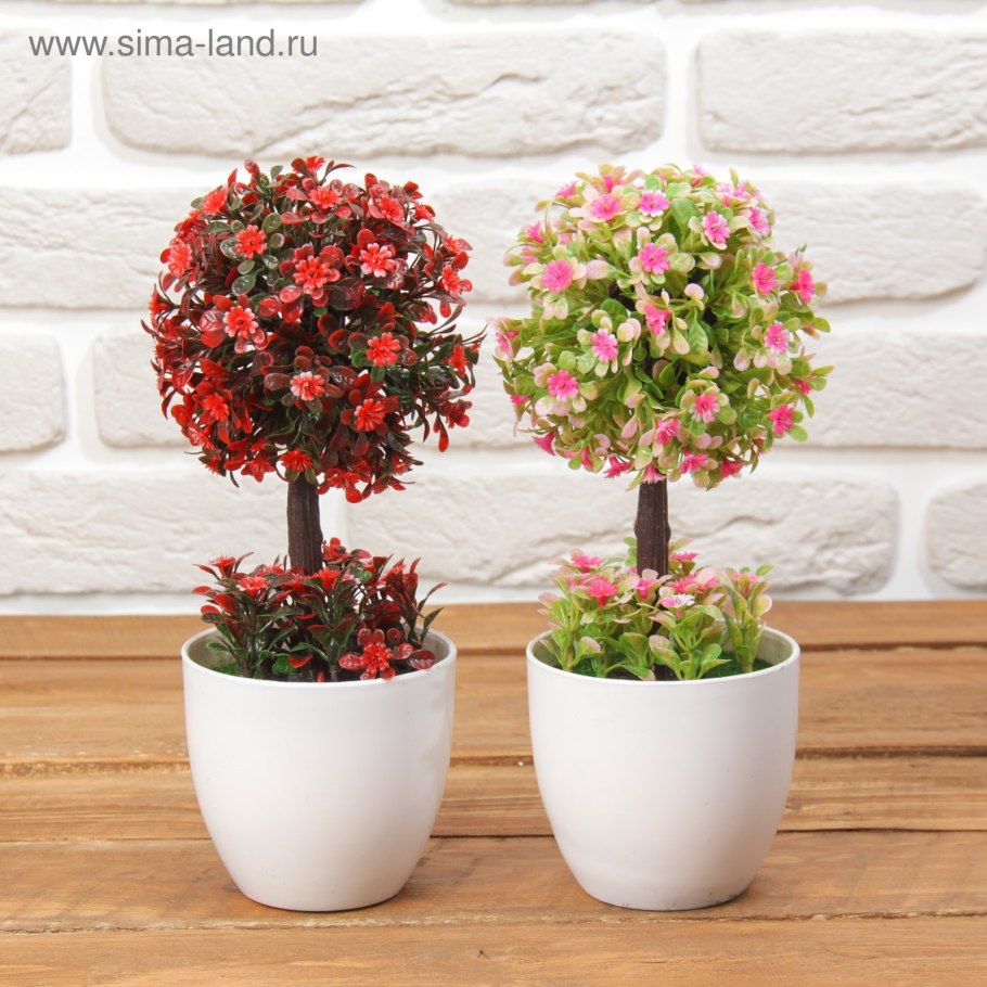 Бонсай можжевельник