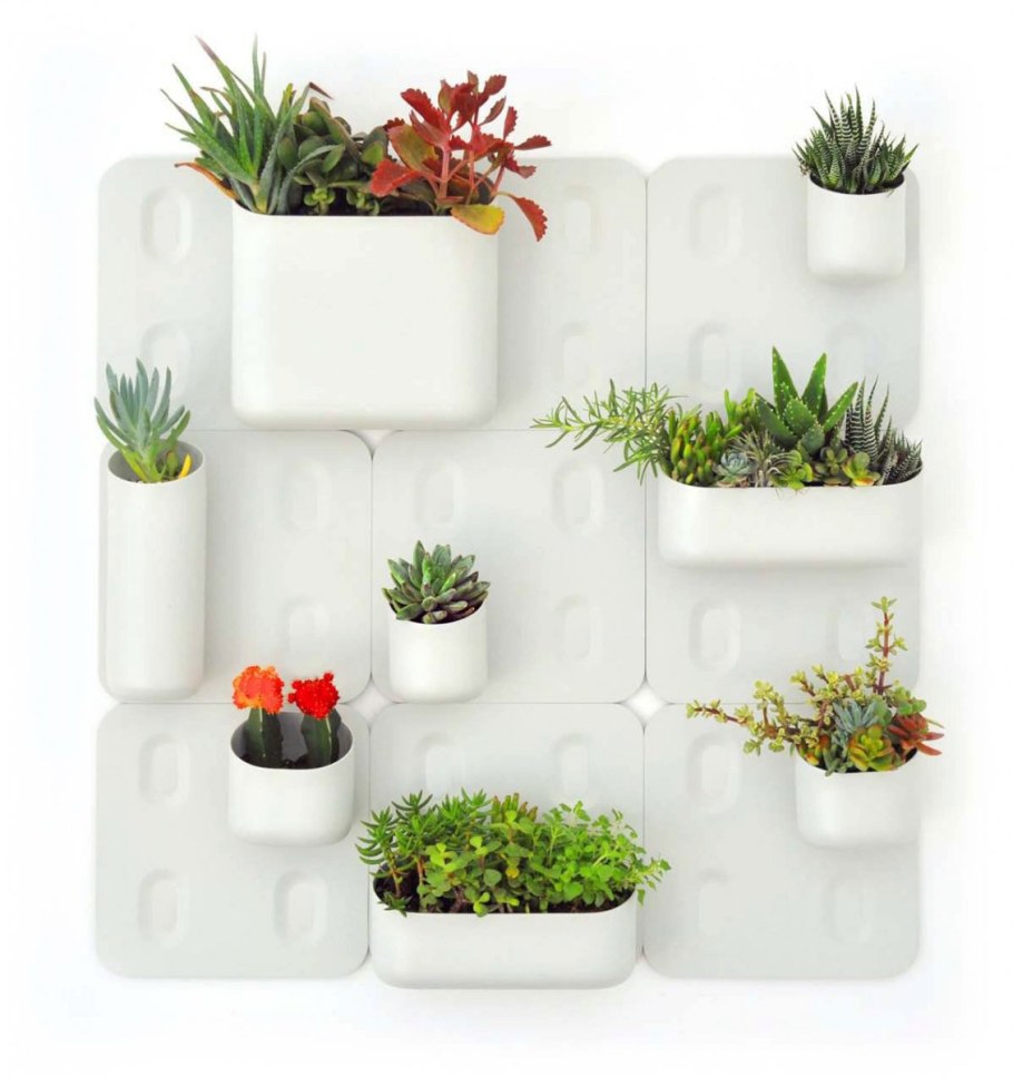 Декоративное растение в горшке