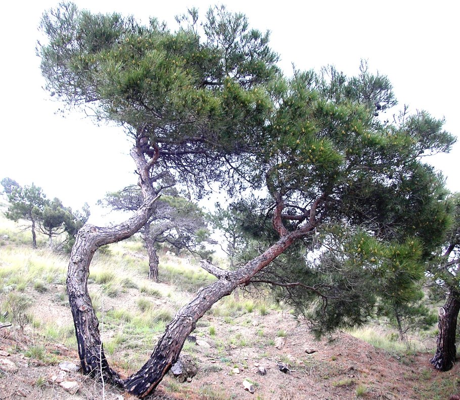 Сосна Пицундская (Станкевича).