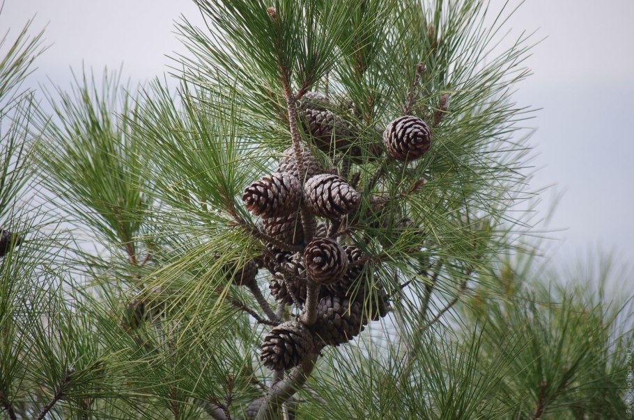 Сосна Крымская