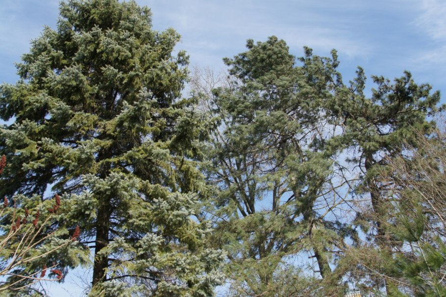 Реликтовая сосна Солнечный Томск