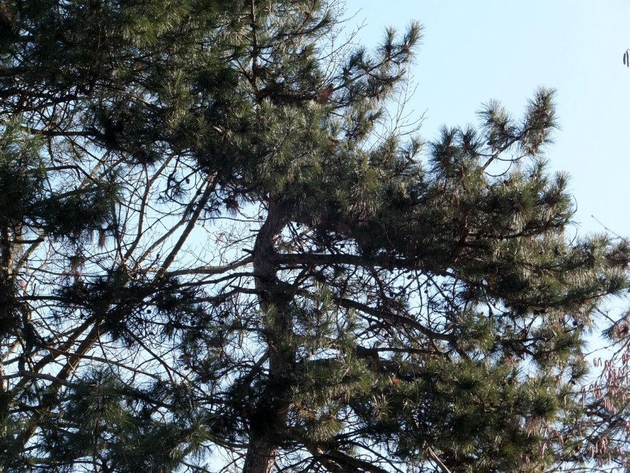 Сосна Крымская белоснежная