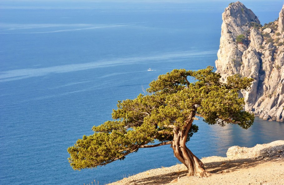 Сосна Палласа Крымская