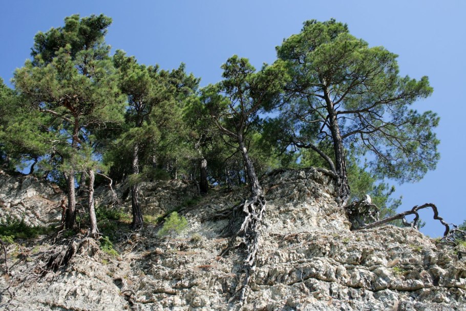 Сосна Крымская (Pinus pallasiana)