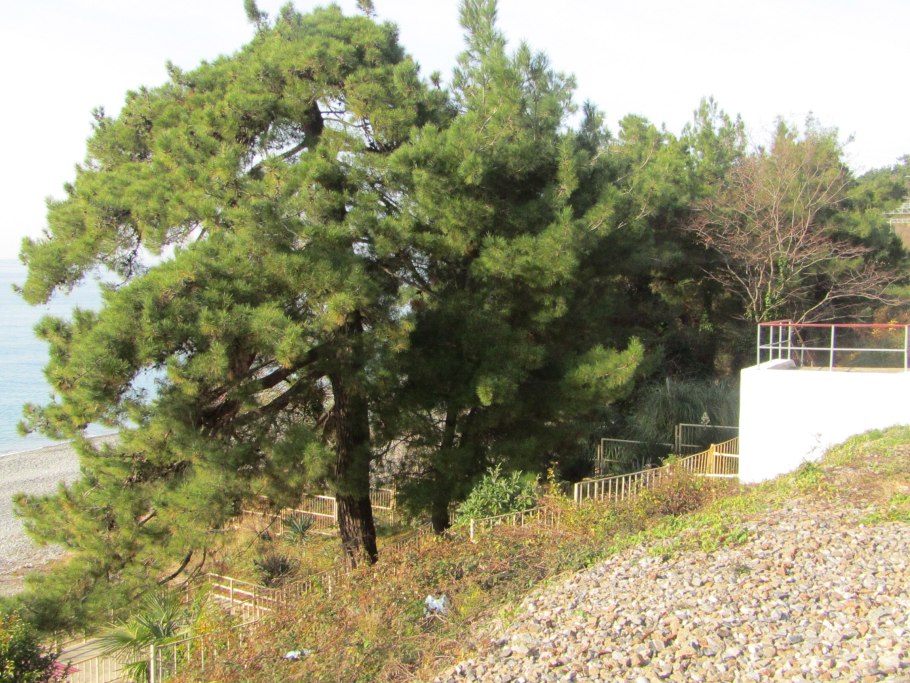 Сосна Пицундская шишки