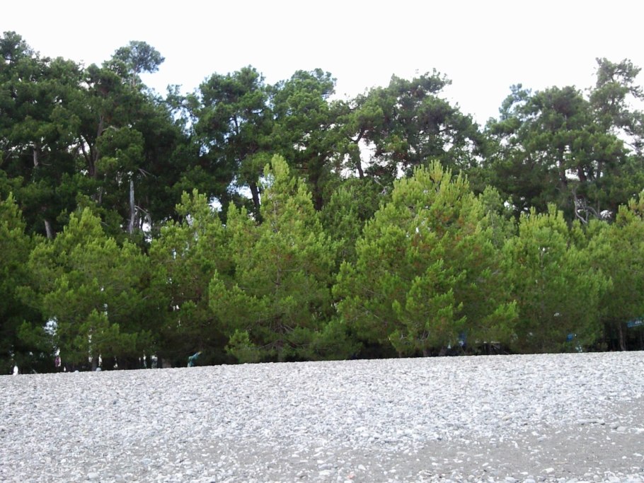 Сосна калабрийская Pinus brutia