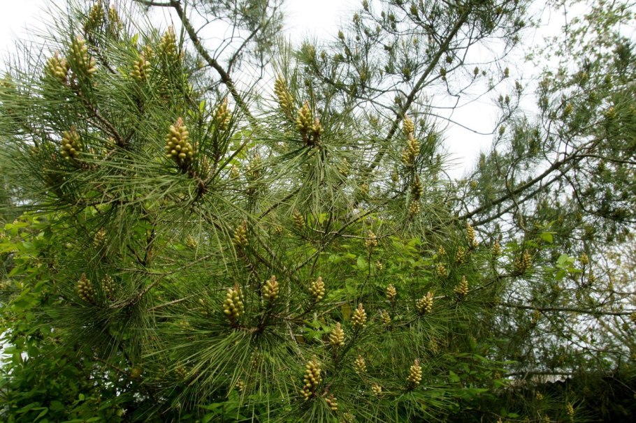 Сосна Палласа Крымская