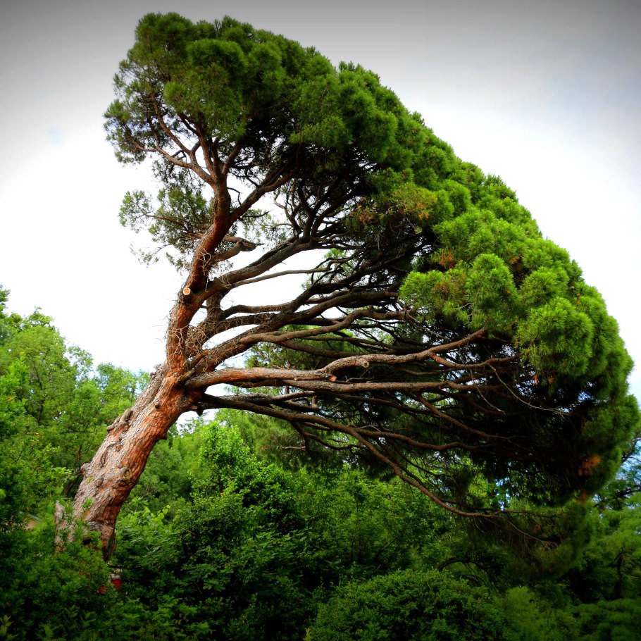 Реликтовые сосны Крыма