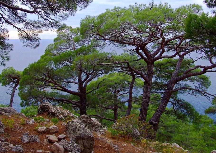 Пицундская сосна в Крыму