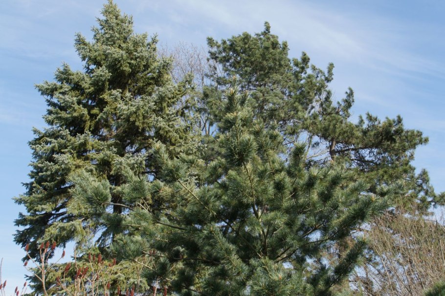 Сосна Палласа Крымская