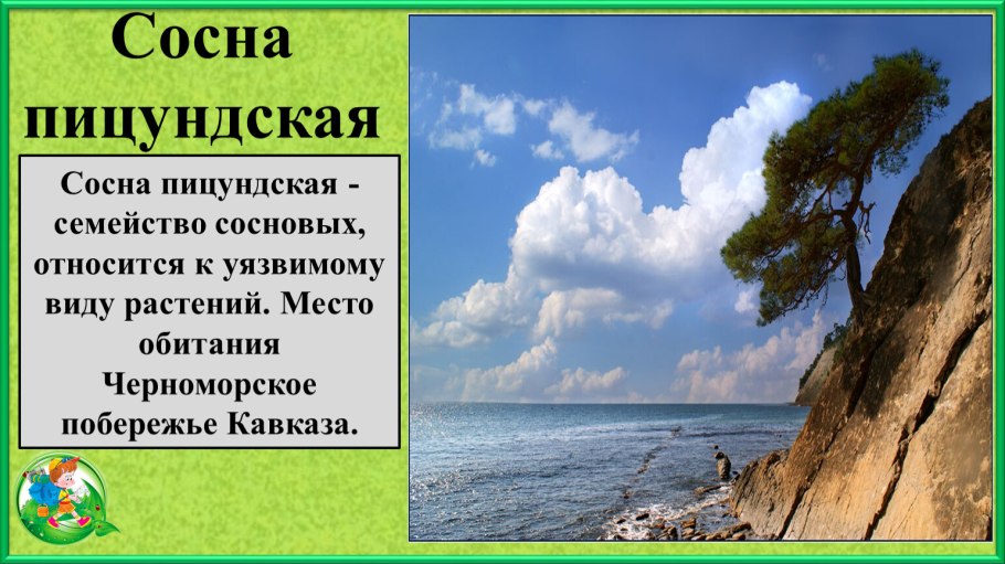 Сосна Пицундская красная книга Краснодарского края