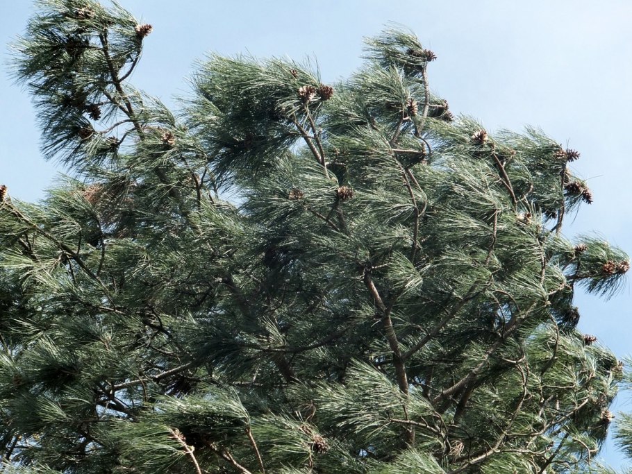 Сосна Пицундская шишки
