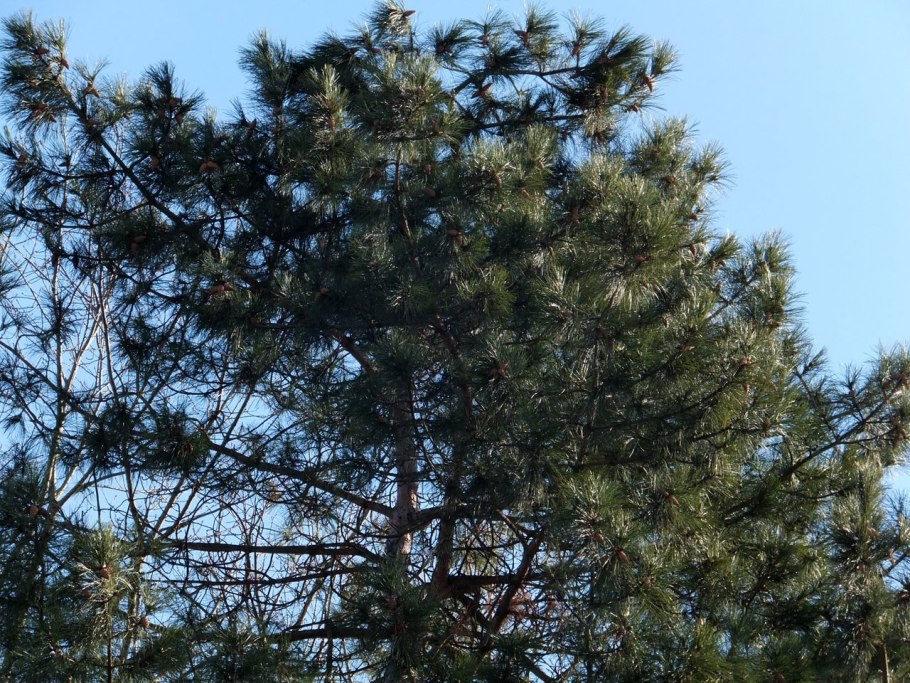 Бор пицундской сосны в Геленджике