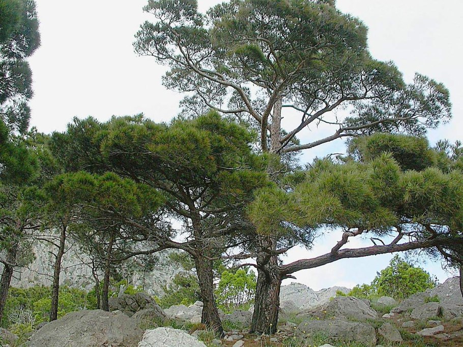 Сосна Пицундская