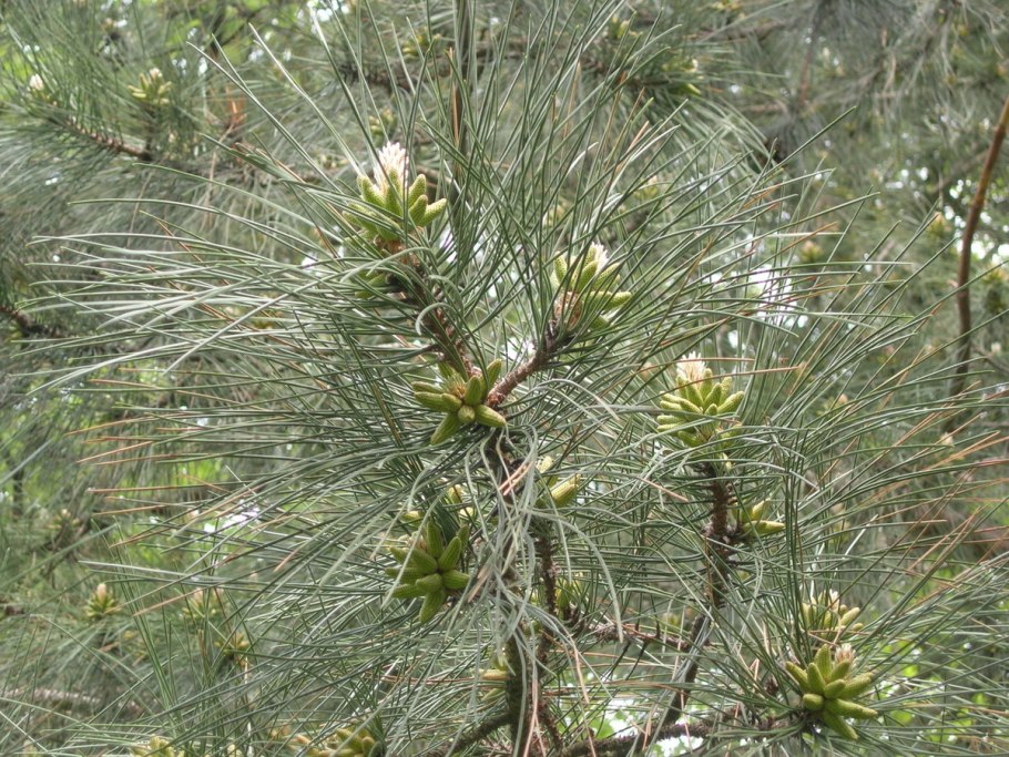 Сосна Палласа Ялта