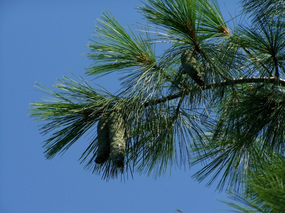 Pinus nigra Крымская сосна