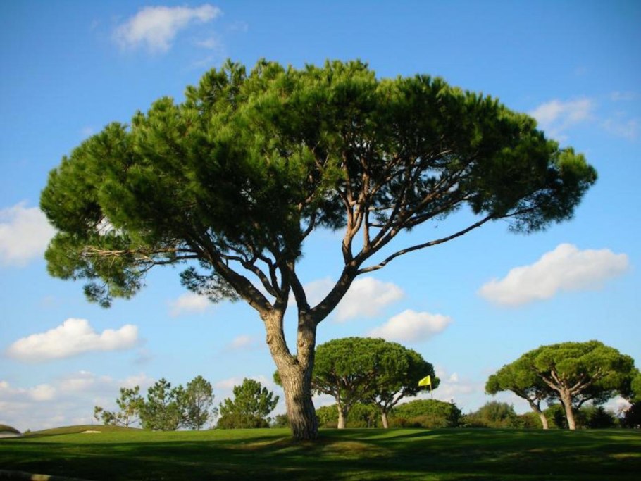 Pinus massoniana