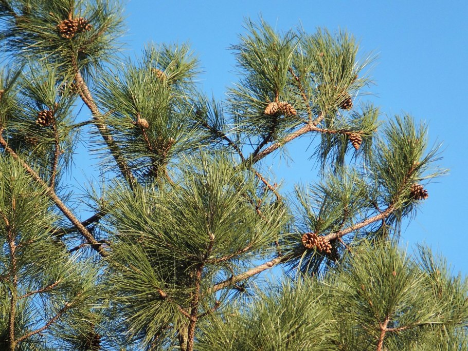Можжевельник высокий Juniperus Excelsa