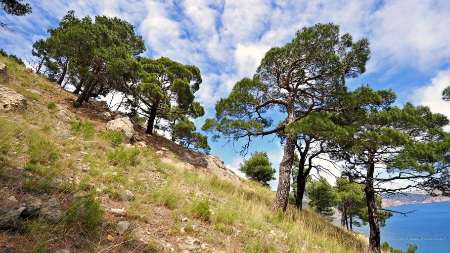 Пицундская сосна в субтропиках