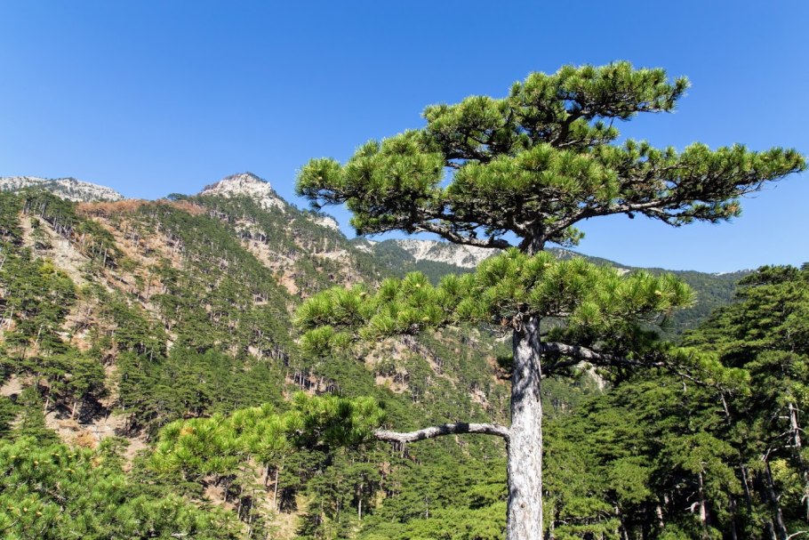 Pinus pinea шишка