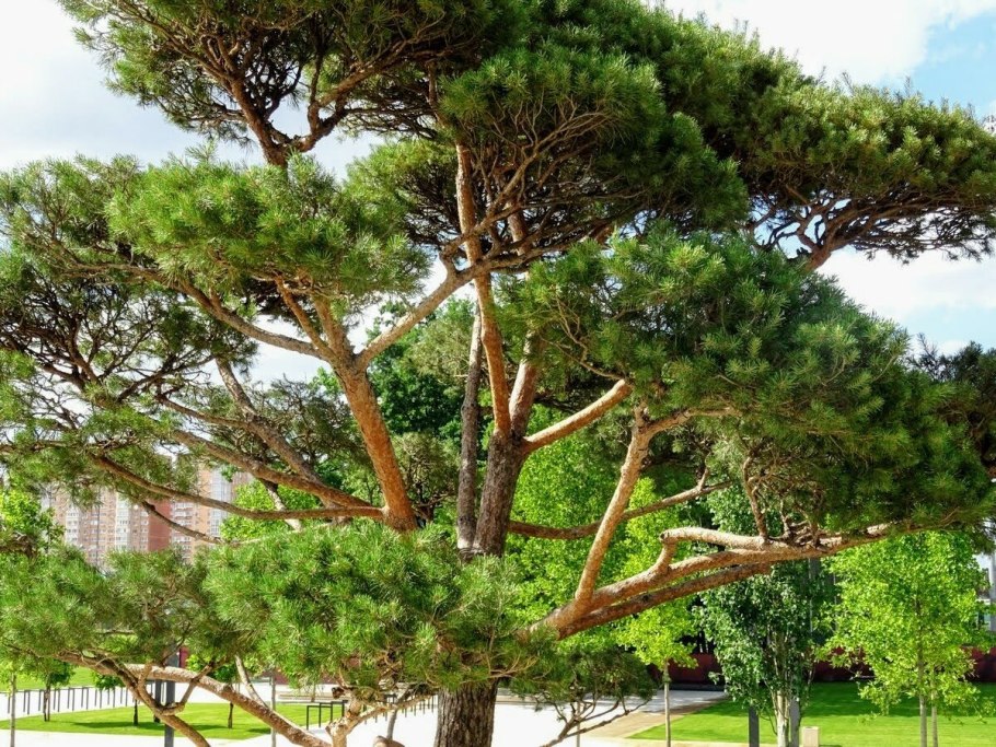 Сосна pinea Горная