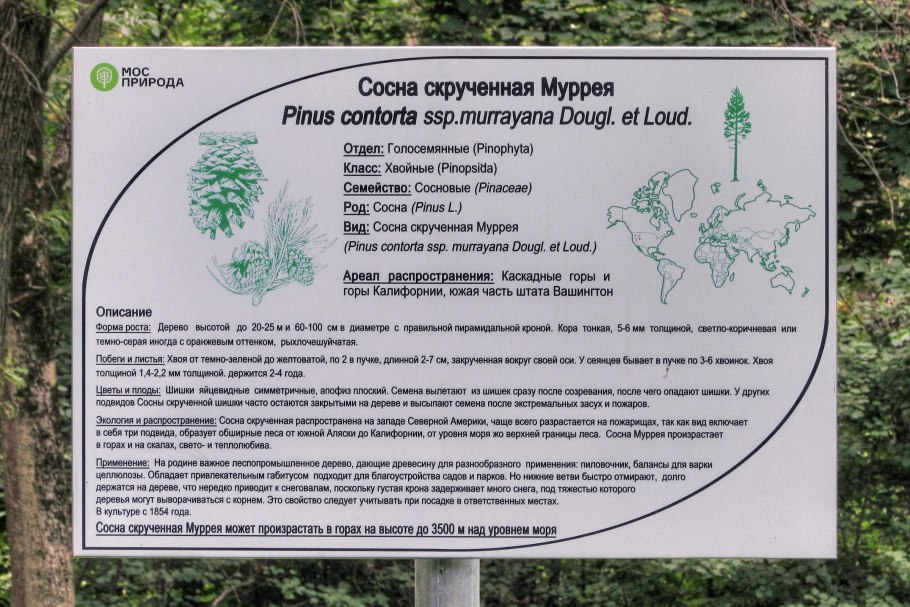 Сосна скрученная Муррея