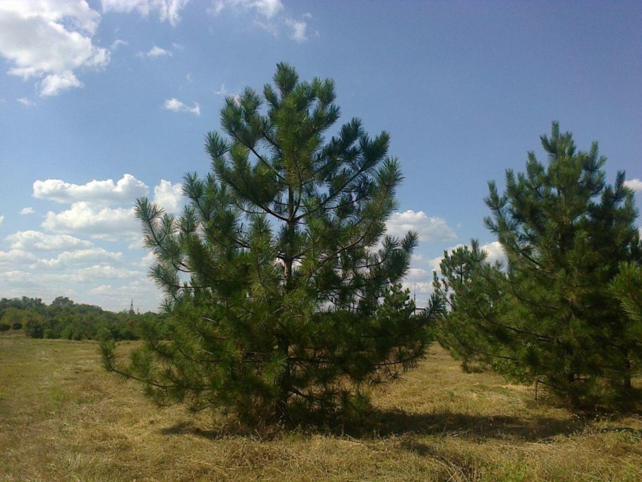 Сосна Пицундская Pinus pityusa Stev