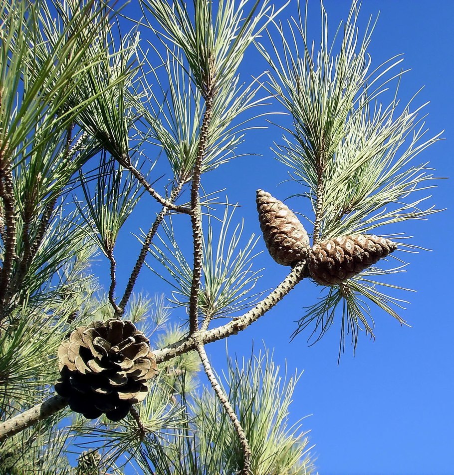 Сосна пицундская шишки