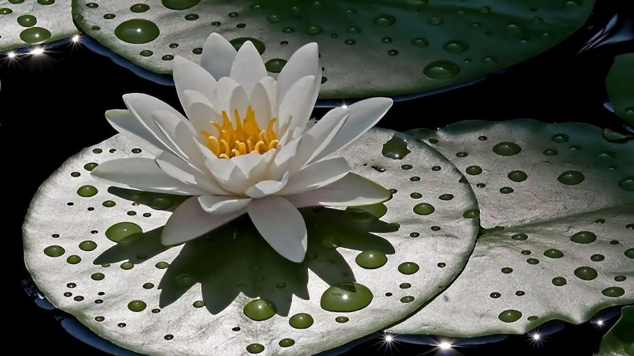 Кувшинка белая Лотос белый