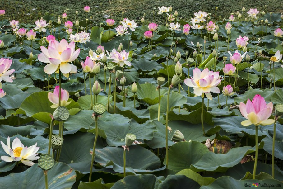 Лотос кувшинка