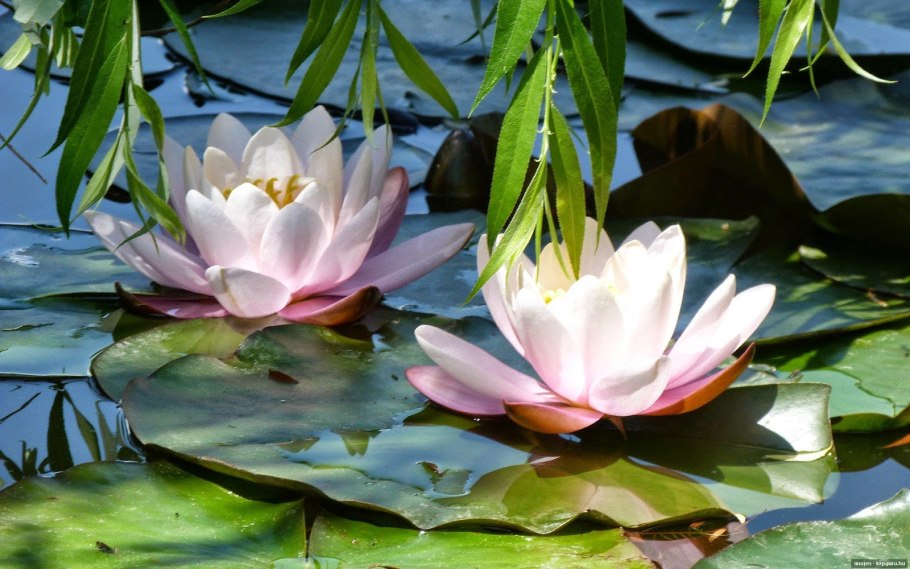 Нимфея Лотос