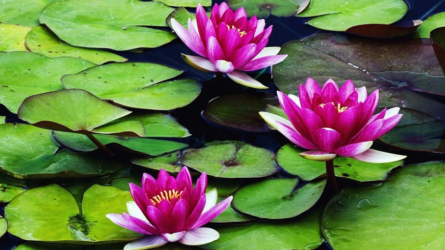 Нимфея лотос