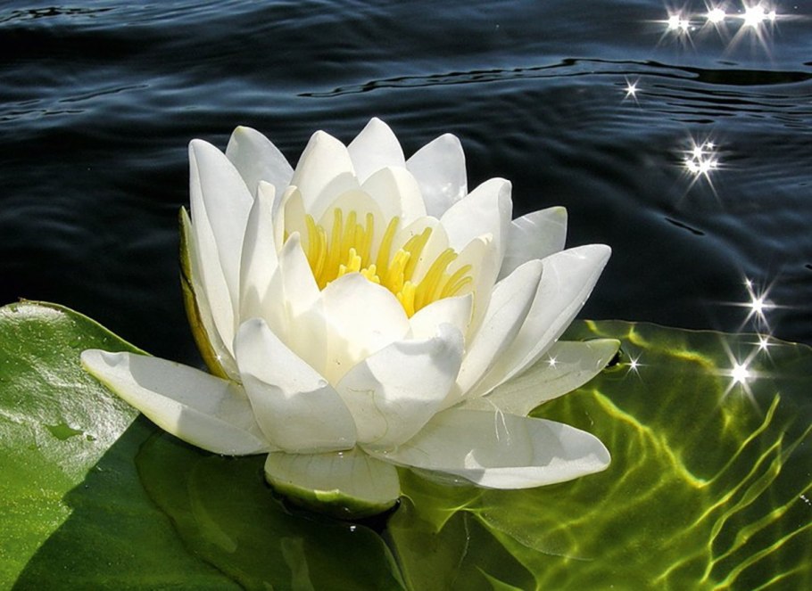 Кувшинка белая (водяная Лилия) Лилия