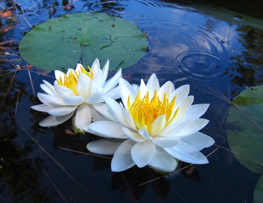 Лотос и кувшинка отличие