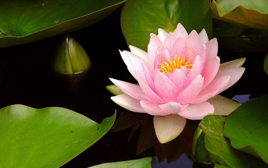 Кувшинка Лилия Лотос