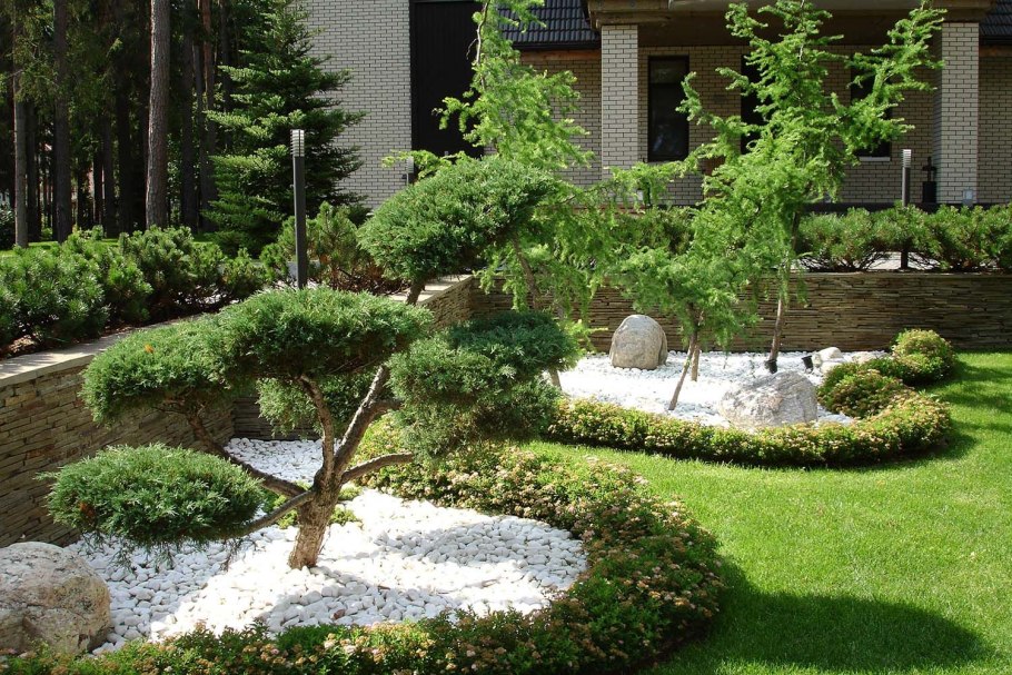 Сосна Ватерери миксбордер