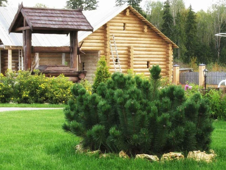 Сосна Кедровая Сибирская