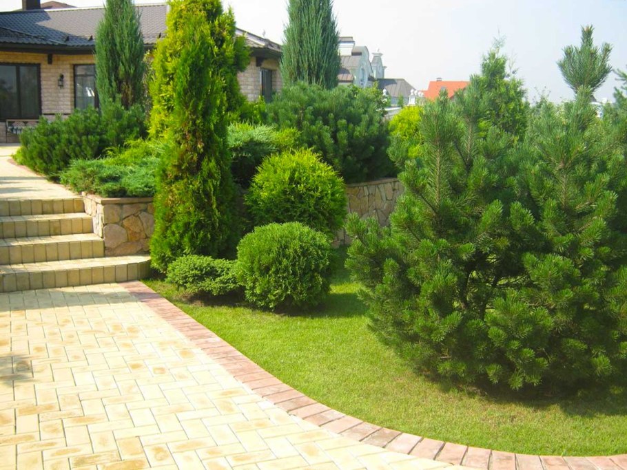 Ель обыкновенная Солитер