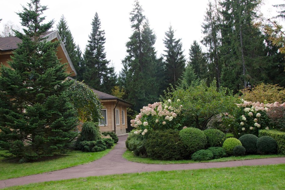 Конифер Колорадо