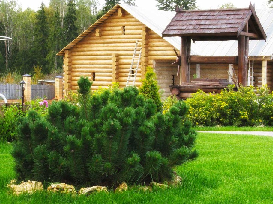 Сосна обыкновенная ниваки