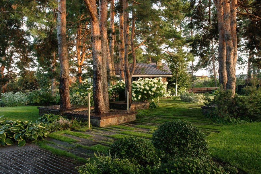 Ель Сибирская в ландшафте