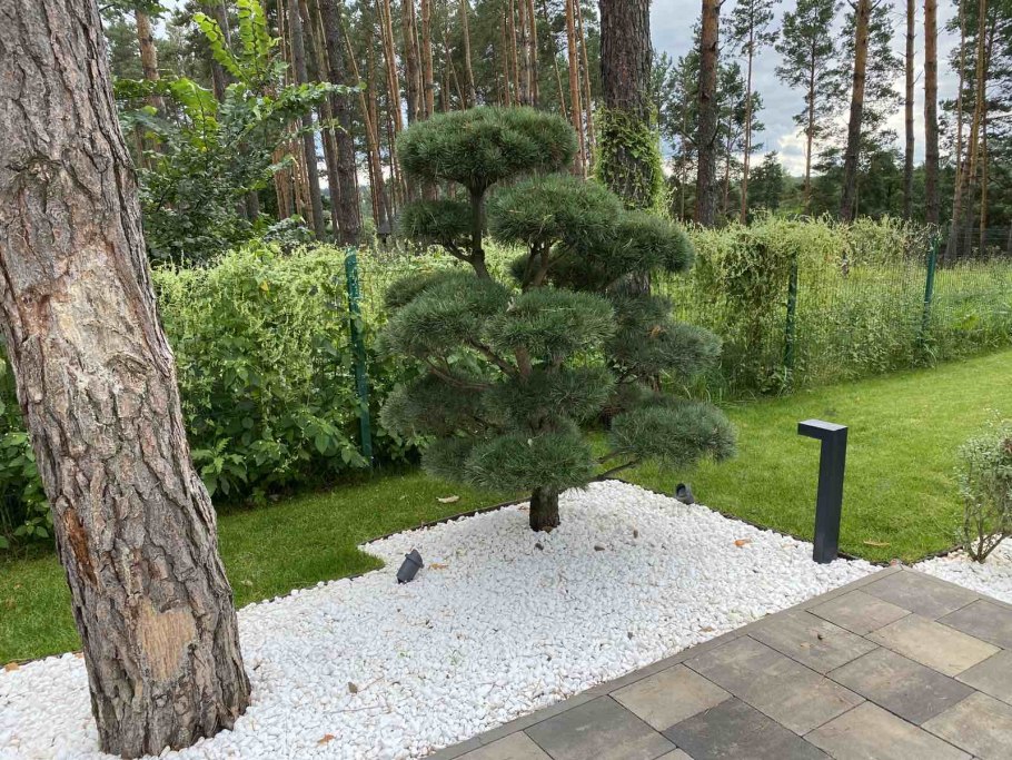 Ель Хупси в ландшафтном