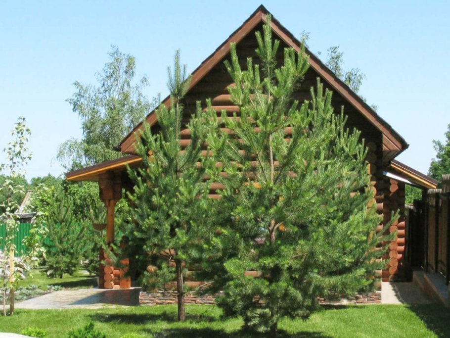 Сосна Пумилио Горная миксбордер