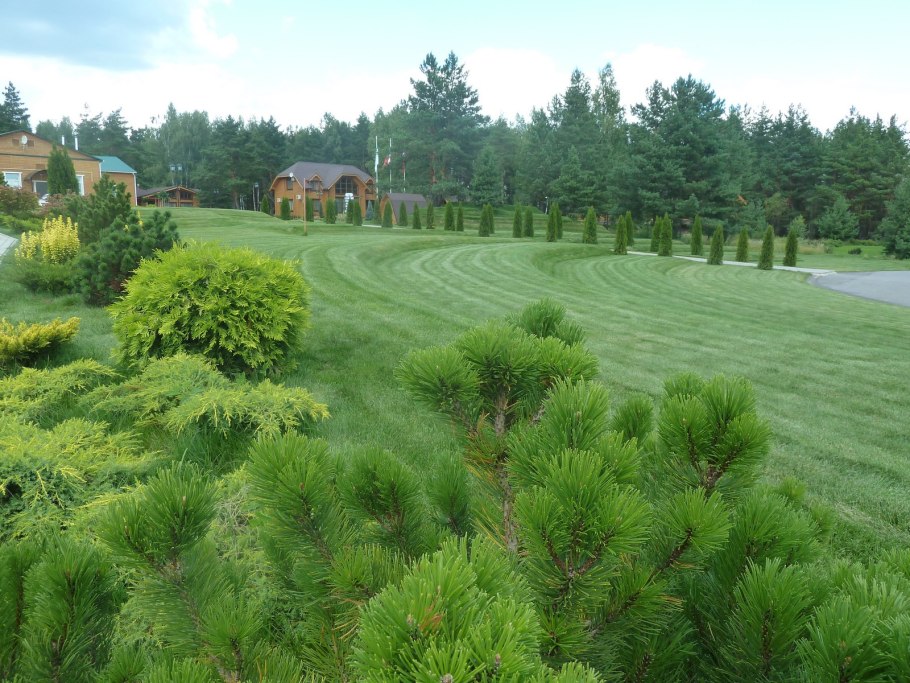 Киляковка хвойные