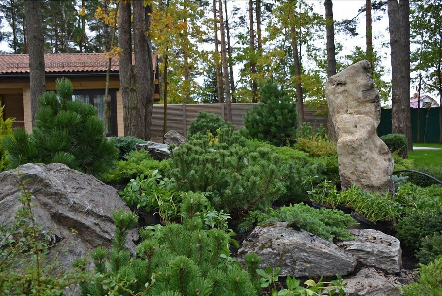 Хвойники в Лесном ландшафте