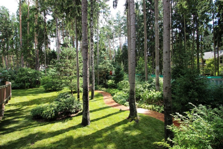 Сосна Горная ниваки