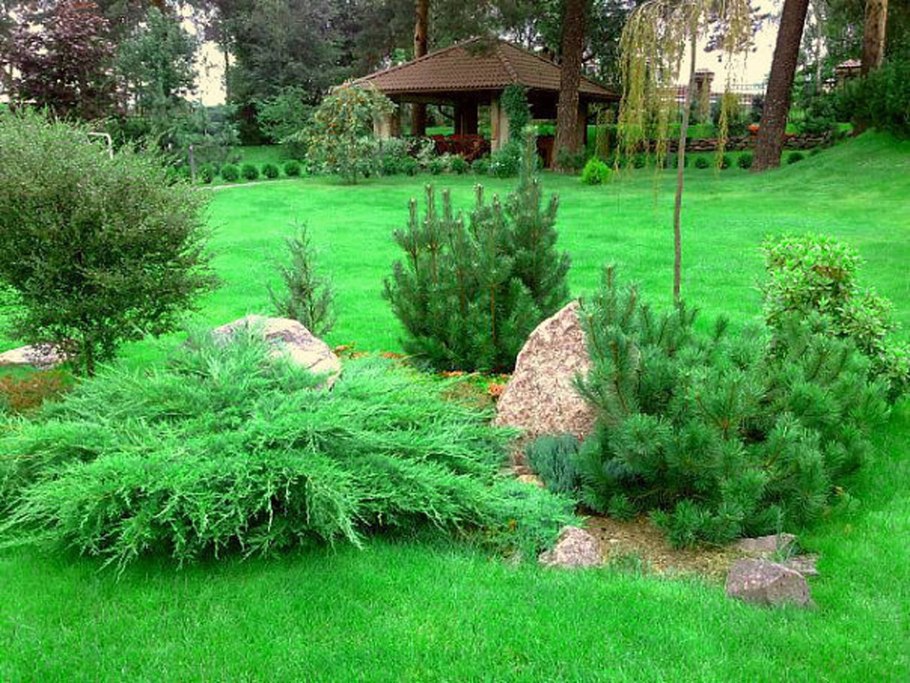 Ландшафт лесного участка с соснами Урал