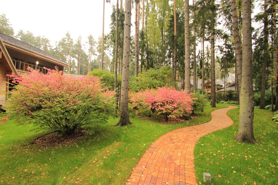 Хвойники в Лесном ландшафте